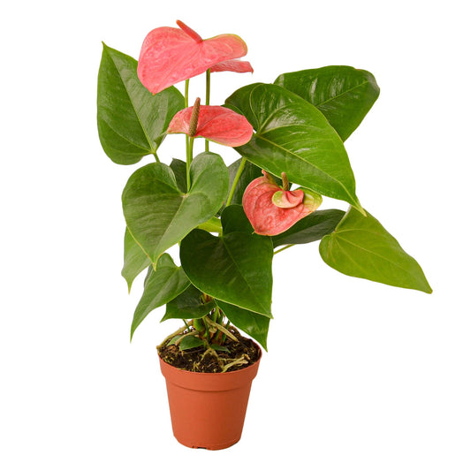 Pink Anthurium tropical houseplant with heart-shaped blooms and glossy heart shaped green leaves in a nursery pot.