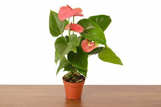 Potted plant with pink flowers and green leaves on a white background