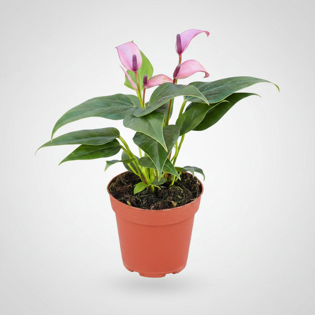 Anthurium 'Purple'