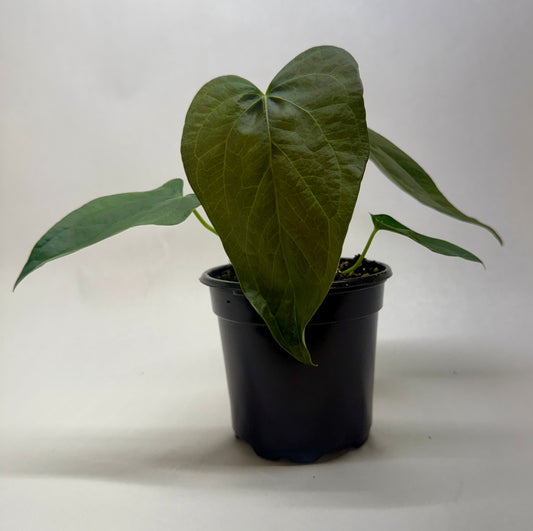 Potted anthurium queen of hearts plant with large deep green heart shaped leaves in a black pot on a plain grey background and surface.