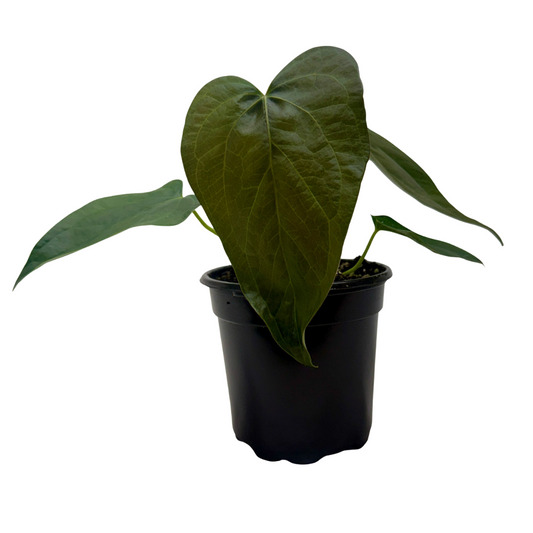 Potted anthurium queen of hearts plant with large deep green heart shaped leaves in a black pot.