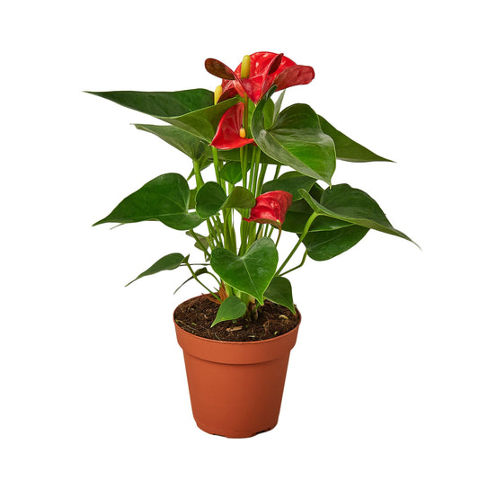 Potted anthurium red plant with red flowers and heart shaped green glossy leaves in a brown pot.