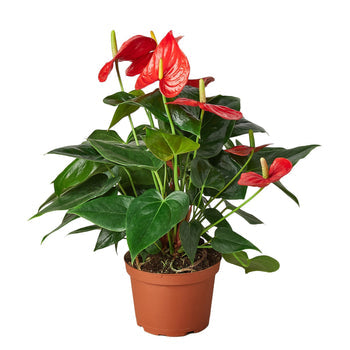 A potted lush anthurium red plant with red flowers and big heart shaped glossy green leaves in a brown pot sitting on a white surface.