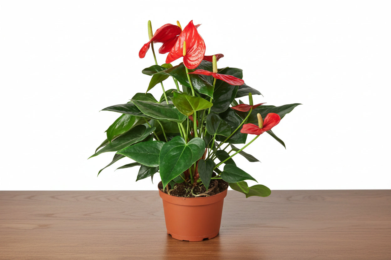 Potted plant with red flowers and green leaves on a white background