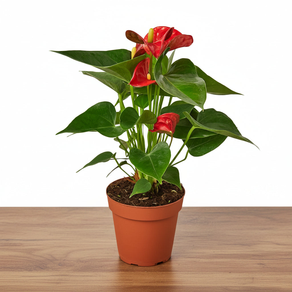 Potted plant with red flowers and green leaves on a white background