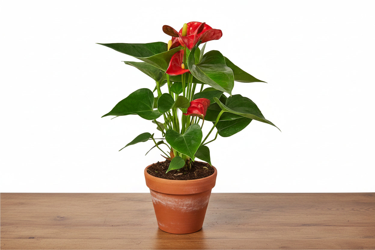 Potted plant with red flowers and green leaves on a white background