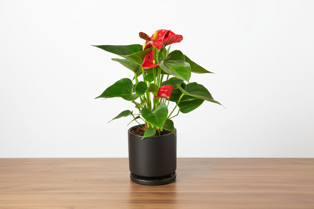Potted plant with red flowers and green leaves on a white background