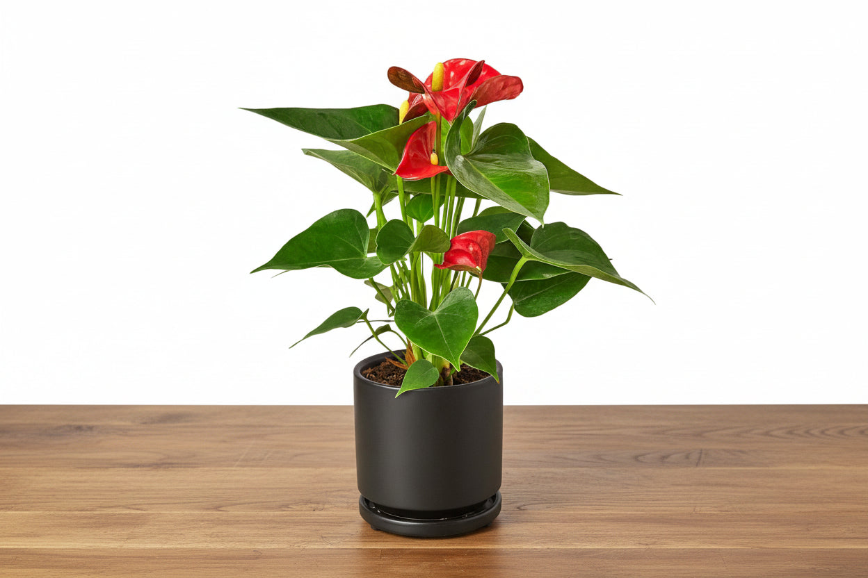 Potted plant with red flowers and green leaves on a white background