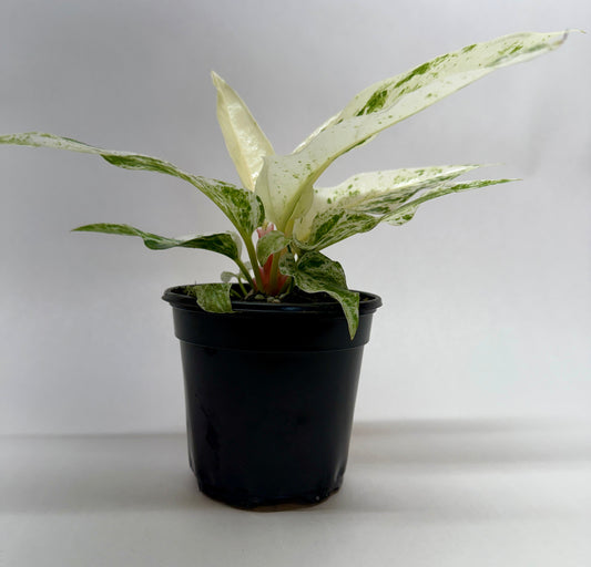 A anthurium 'variegated hookeri' houseplant with white and green variegated leaves, potted in a 4” black plastic nursery pot, photographed against a plain light gray studio background.