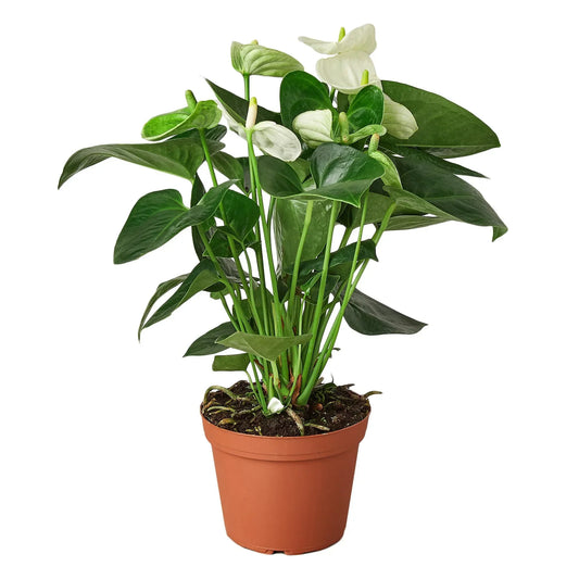 Potted anthurium white plant with white flowers and green heart shaped leaves in a brown pot.