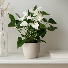 Anthurium 'White'
