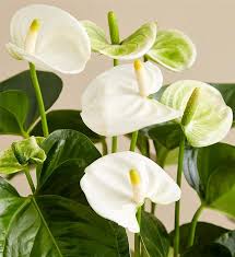 Anthurium 'White'