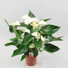 Anthurium 'White'