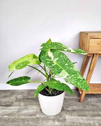 Philodendron Jose Buono