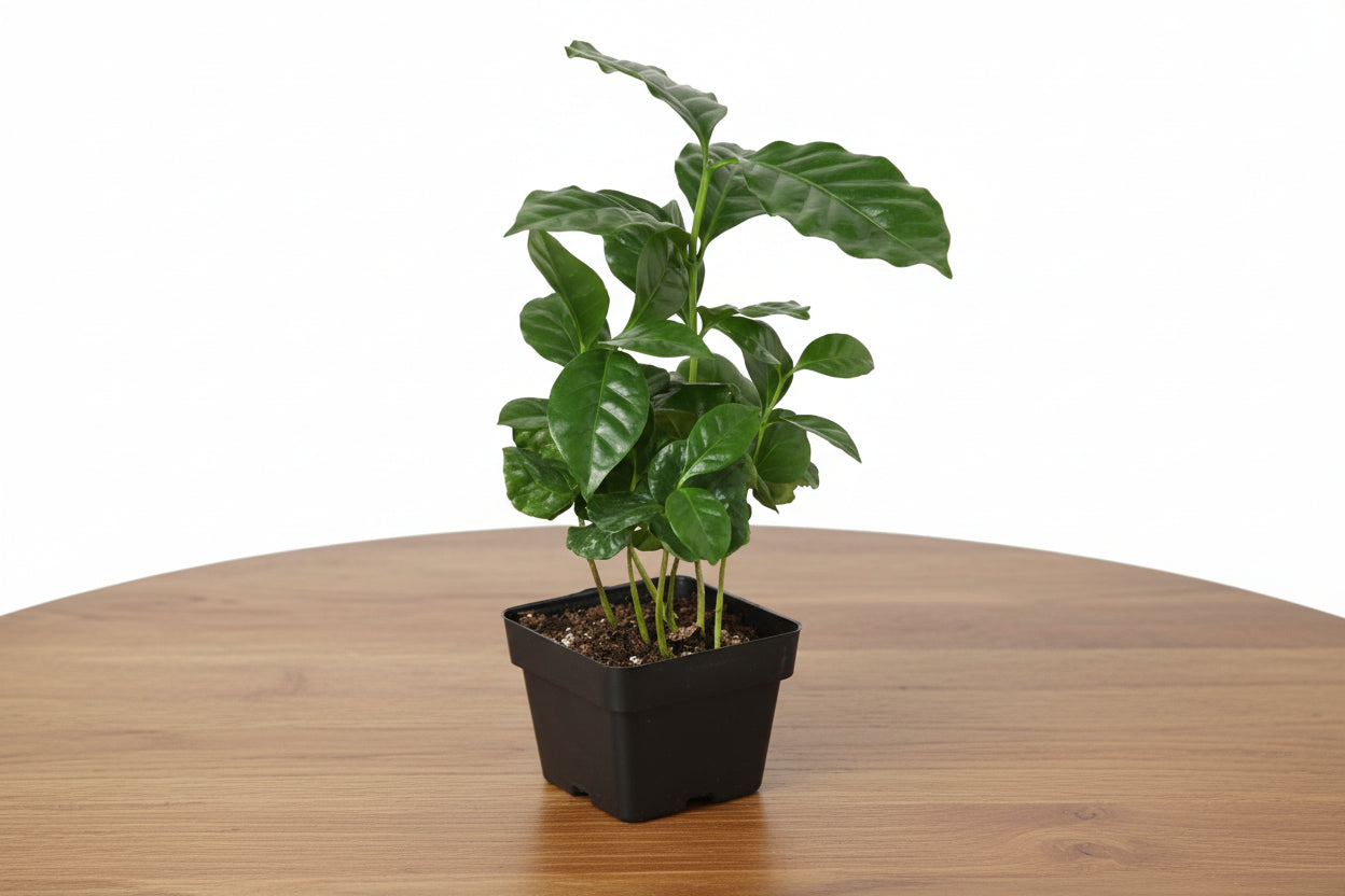 Potted plant with green leaves on a white background