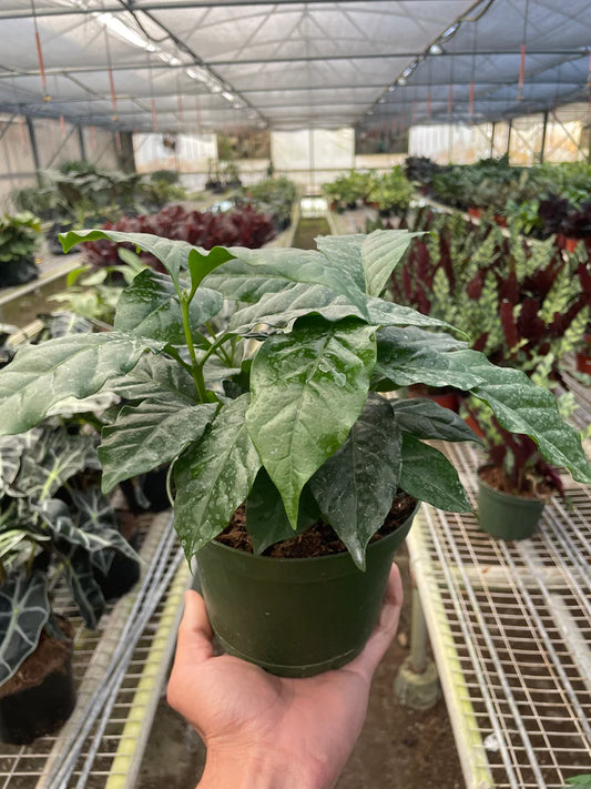 Hand holding a potted arabica coffee plant with green glossy leaves in a greenhouse setting with other plants in the background.