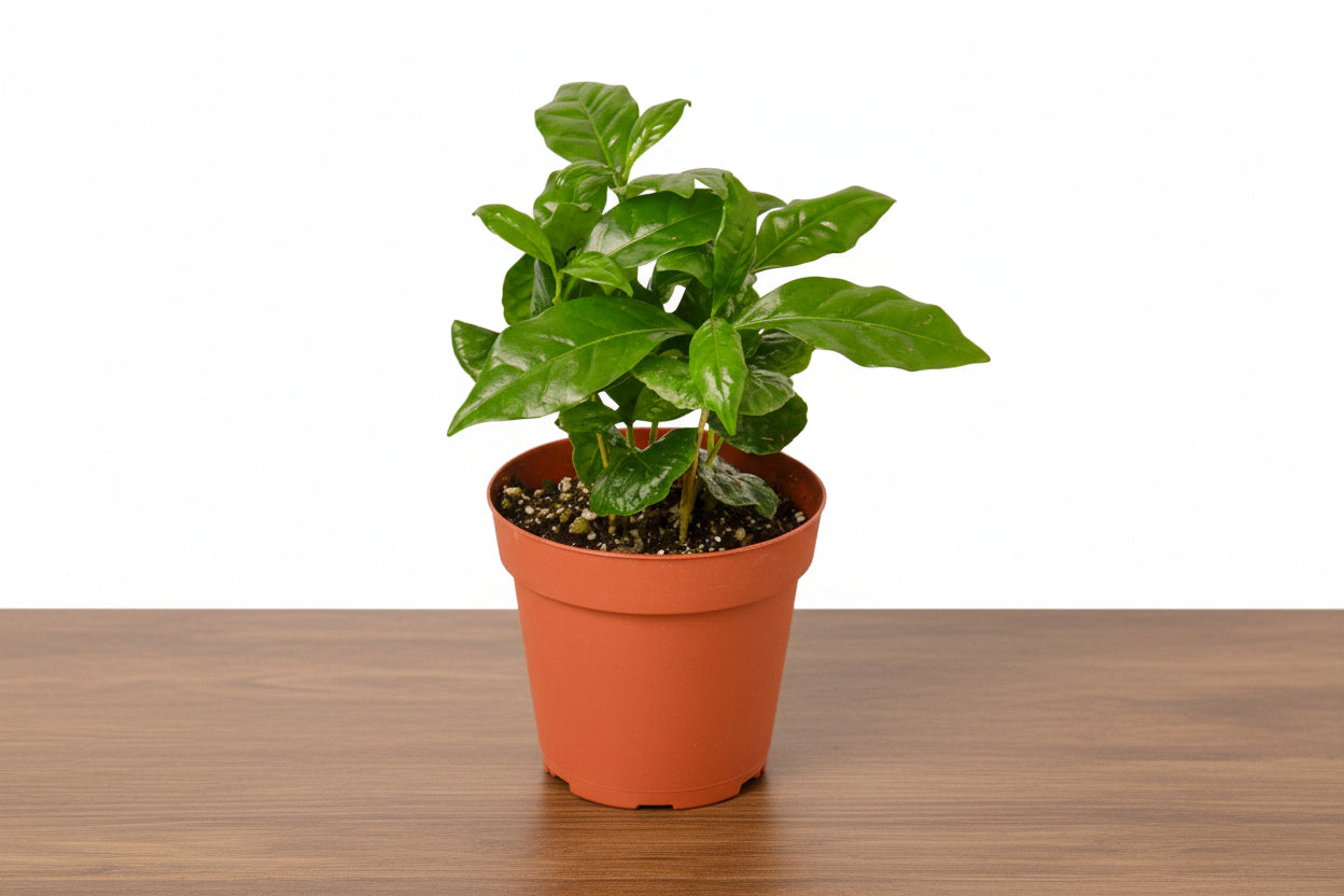 Potted plant with green leaves on a white background
