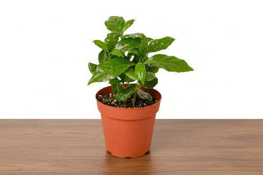 Potted plant with green leaves on a white background
