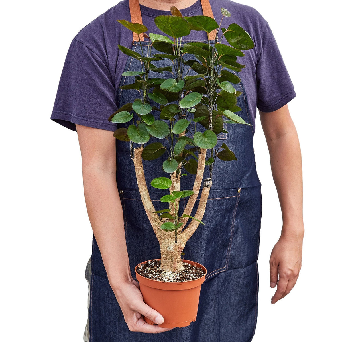 Person wearing a denim apron holding a aralia fabian stump plant with a green cup glossy leaves on a thick trunk growing in a brown pot on a white background.