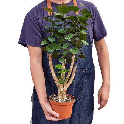 Person wearing a denim apron holding a aralia fabian stump plant with a green cup glossy leaves on a thick trunk growing in a brown pot on a white background.