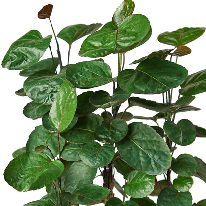 aralia fabian stump with cup like glossy green leaves on a thick trunk stem against a solid white background.