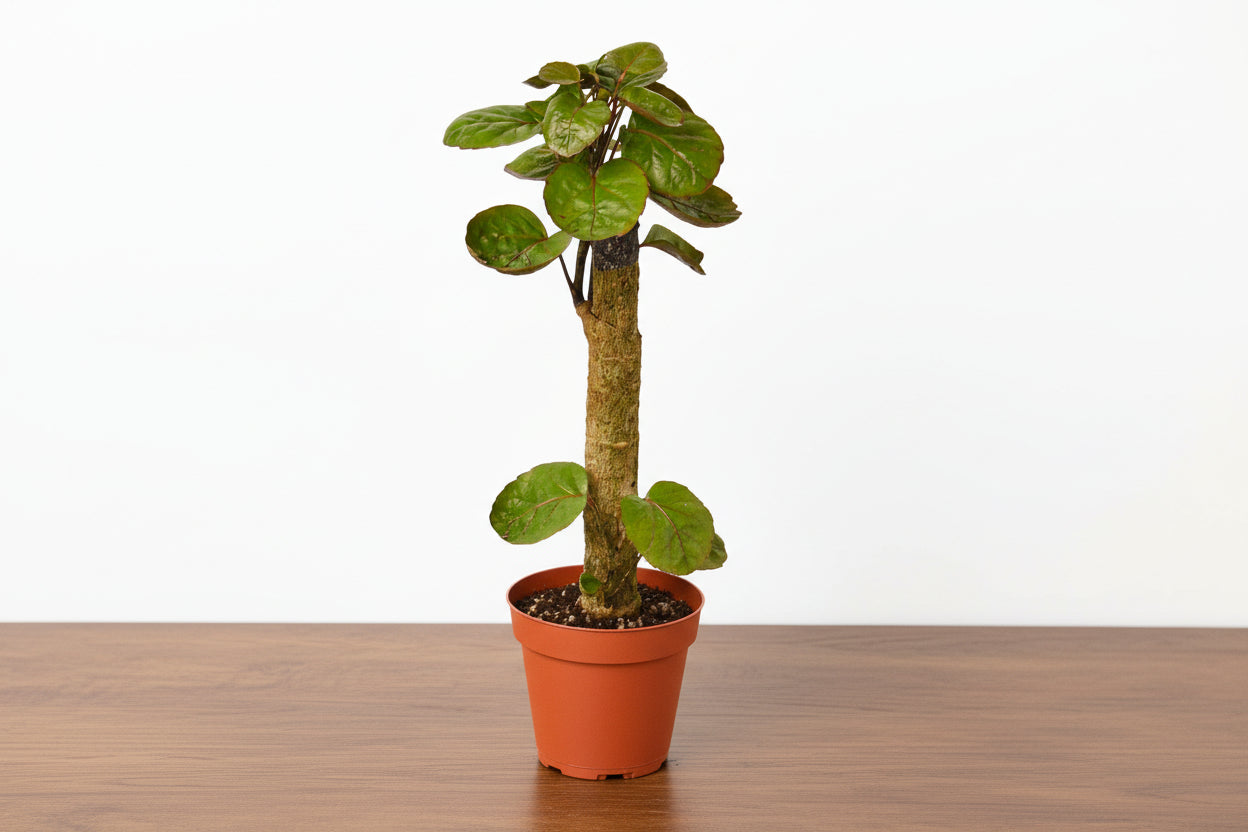 Potted plant with green leaves on a white background