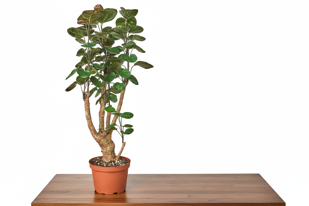 Potted plant with green leaves on a white background