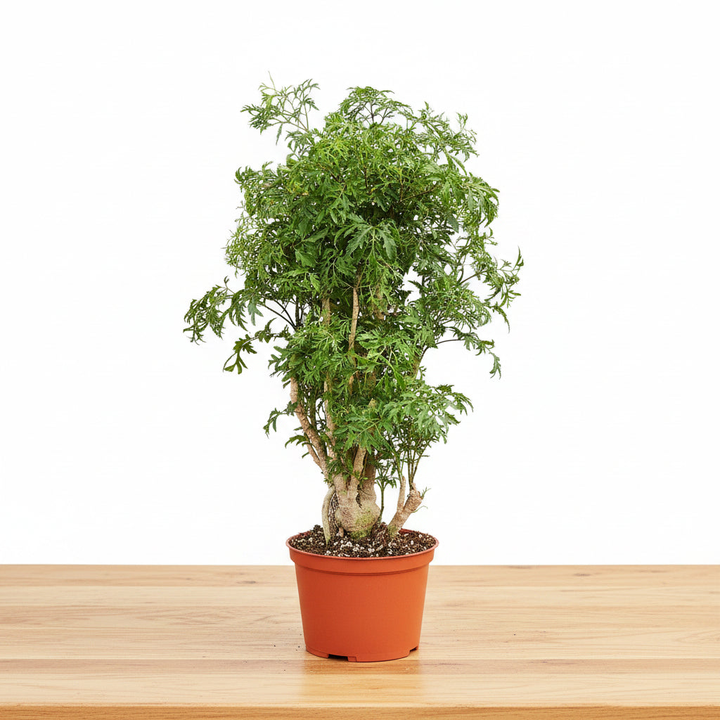 a potted plant with green leaves sitting on table with white background