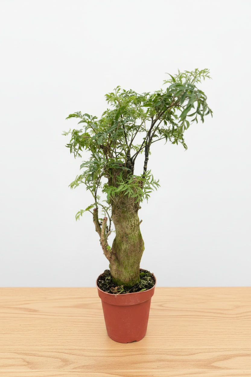 Small potted plant with green leaves on a stump sitting on a table with white background