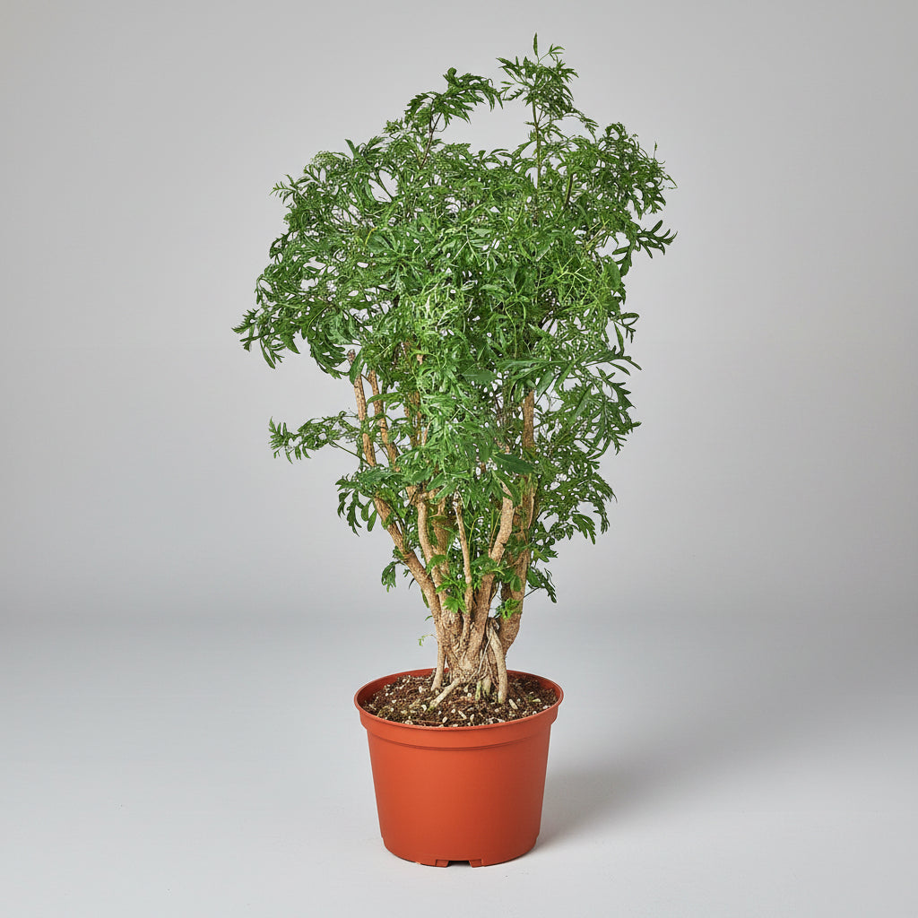 Potted plant with green leaves on a white background