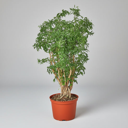 Potted plant with green leaves on a white background