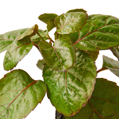 Aralian fabian stump plant with glossy green leaves with redish edges against a solid white background.