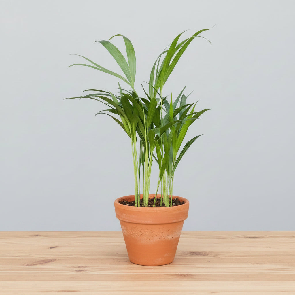  a potted plant with green leaves in terrocata pot on a wood table