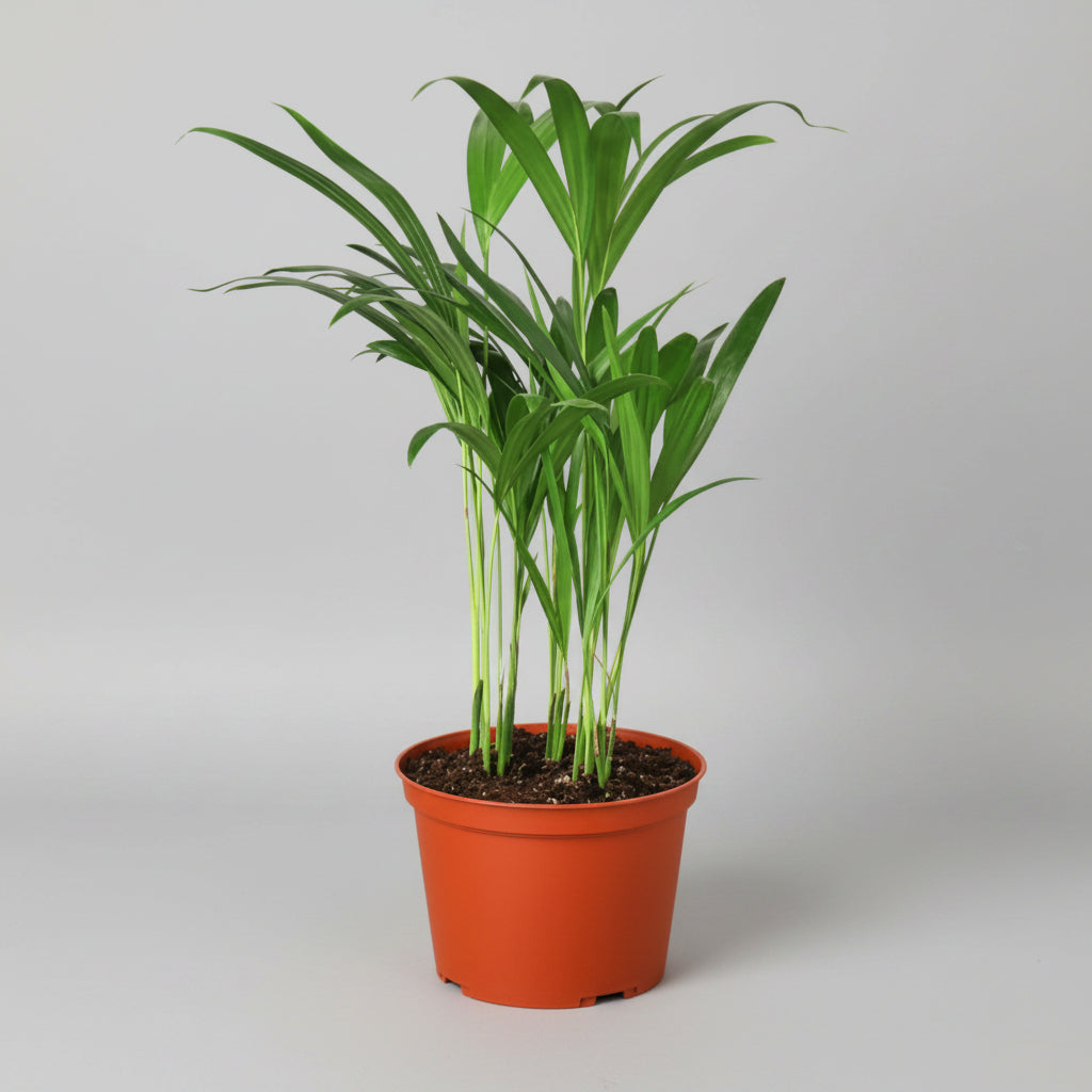 Potted plant with green leaves in a red pot on a white background
