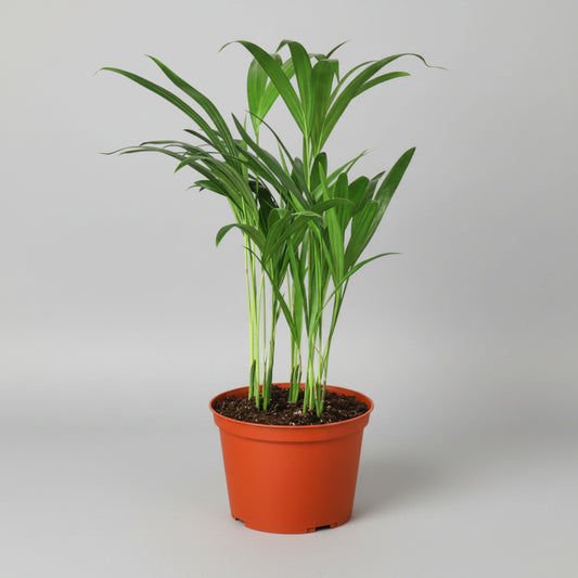 Potted plant with green leaves in a red pot on a white background
