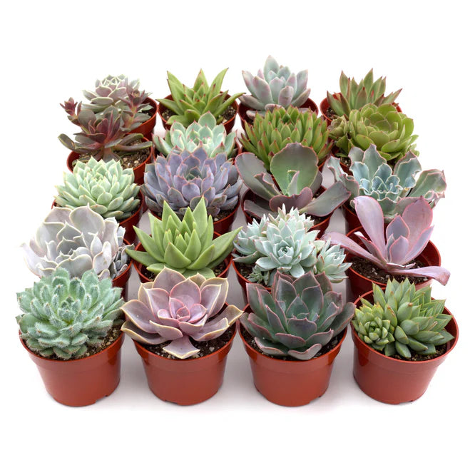 Variety pack of rosette succulents in 4" pots, featuring diverse colors like green, purple, and pink.