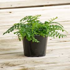 Austral Gem Fern