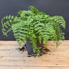 Austral Gem Fern