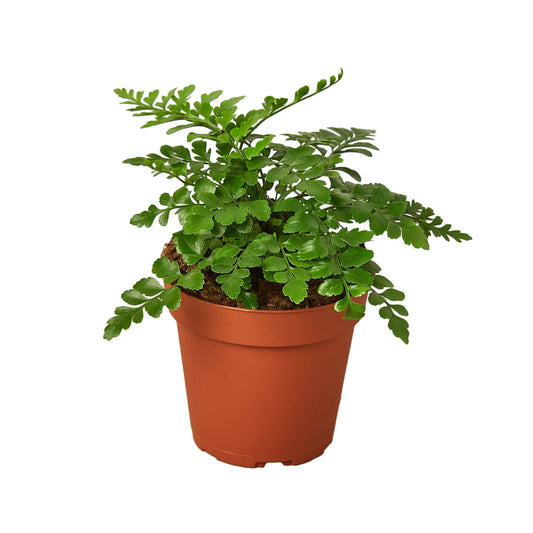 Potted compact austral gem fern pet safe tropical plant with green glossy fronds in a brown pot on a white background.