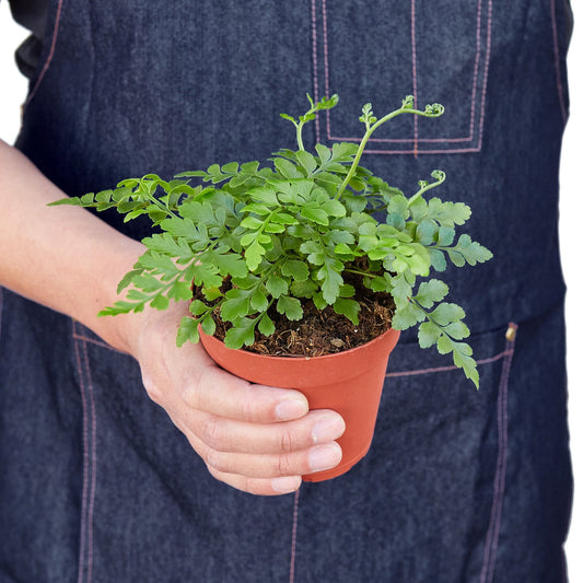 Person wearing a denim apron holding a potted austral gem fern tropical plant with glossy green leaves in a brown pot.