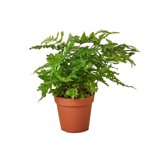 Potted autumn fern houseplant with green compact fronds in a brown nursery pot.