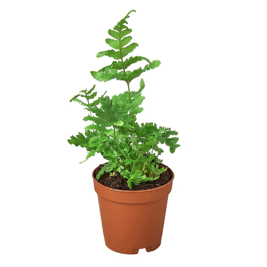 Autumn fern pet safe plant with green compact fuzzy leaves potted in a brown nursery pot.