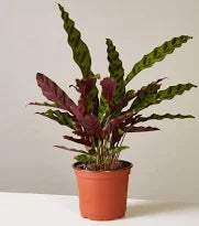 2 Calathea Plants Variety Pack in 4" Pots