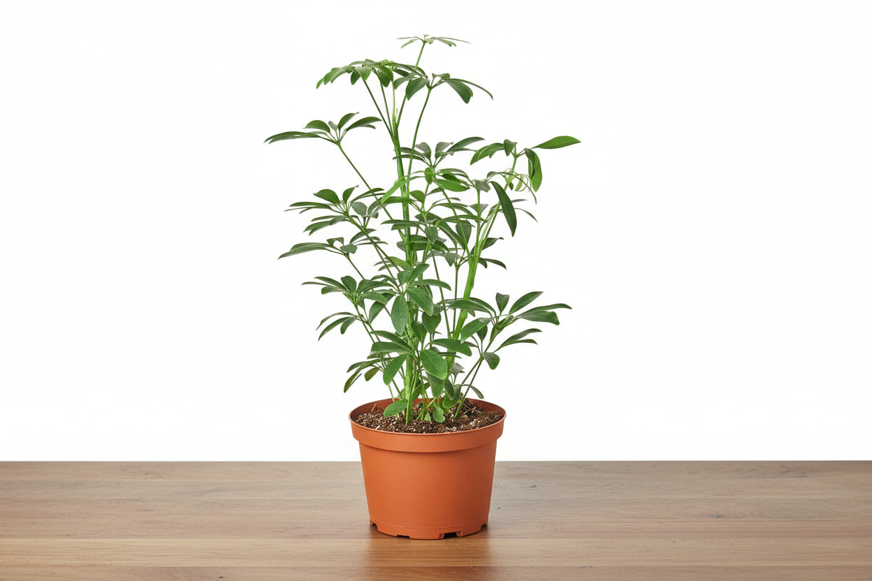 Potted plant with green leaves on a white background