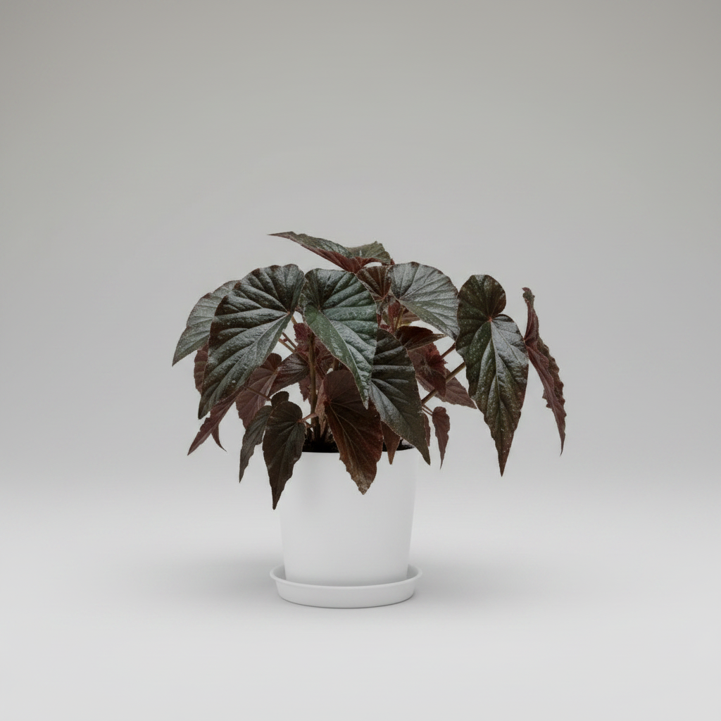 Potted plant with dark green leaves in an white pot on a white background