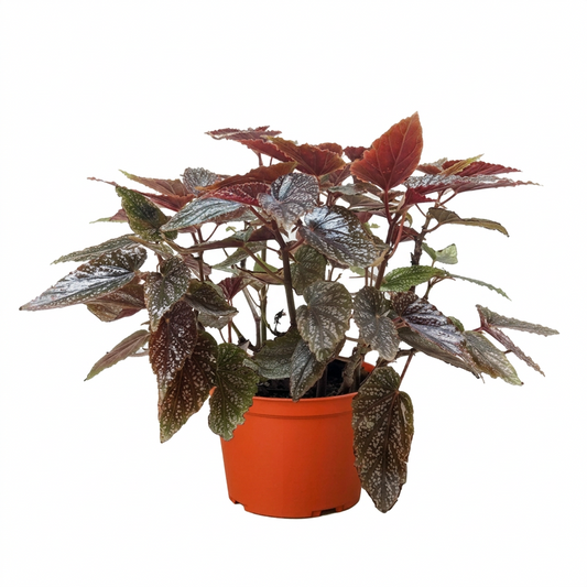 A compact Begonia corallina low light houseplant with dark green leaves in a brown pot with a white background.