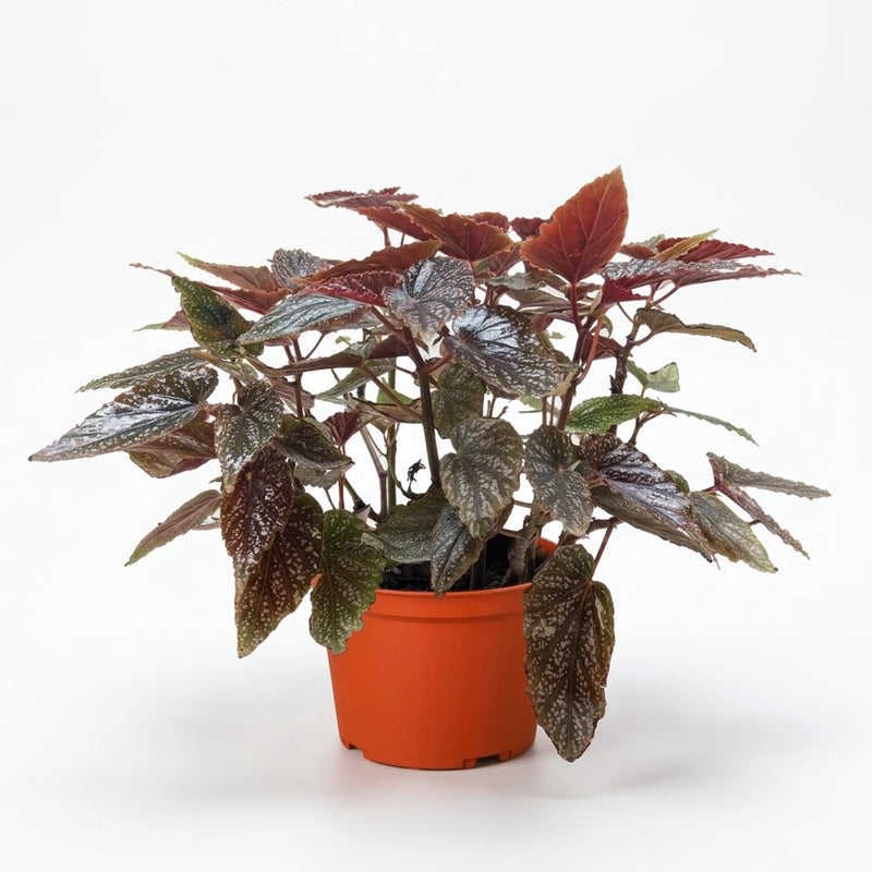 A compact Begonia corallina low light houseplant with dark green leaves in a brown pot with a white background.
