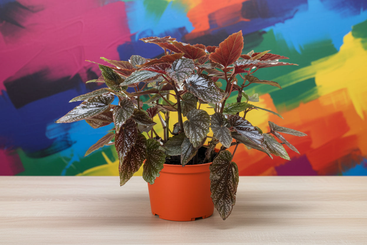 Begonia 'Corallina'