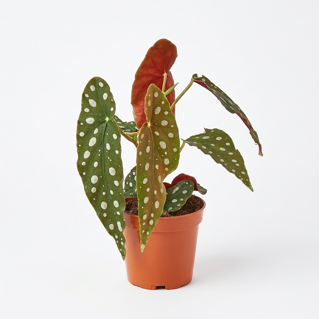 Potted begonia maculata houseplant with green leaves with white polka dots with burgundy backsides and green stems growing in a brown pot sitting on a solid white surface.