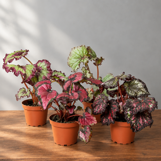 Four potted begonia plants with variegated leaves on a brown surface with light shinning in. 